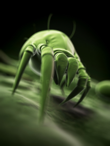 medical 3d illustration - typical dust mite